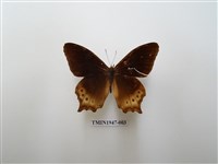 藏品(大幽眼蝶)的圖片